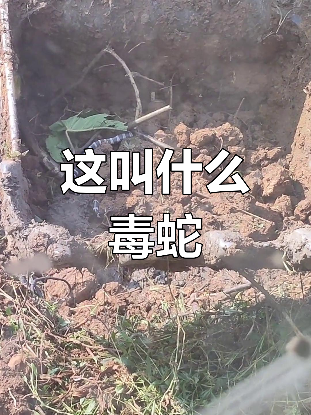 这是什么蛇?黑白相间的神秘车,竟然有毒!