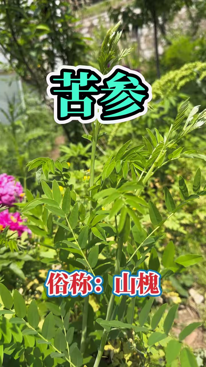 苦参是豆科多年生半木质植物,常被认作黄芪,二者味道不同