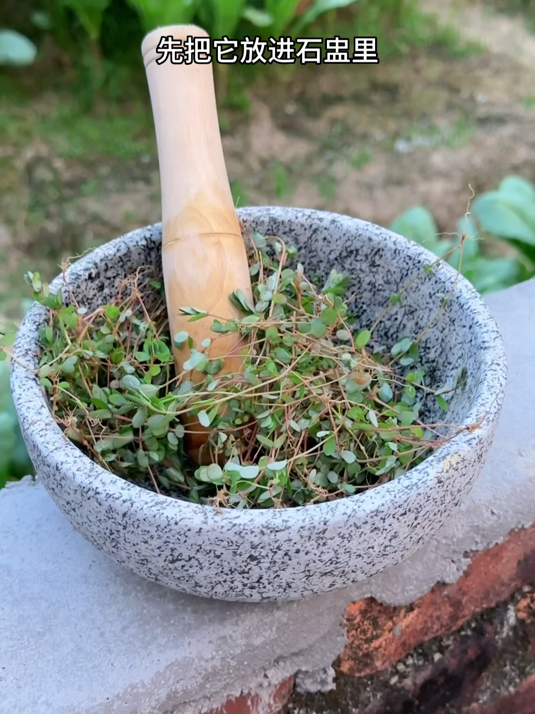 地锦草,别名奶浆草,农村人常采挖它