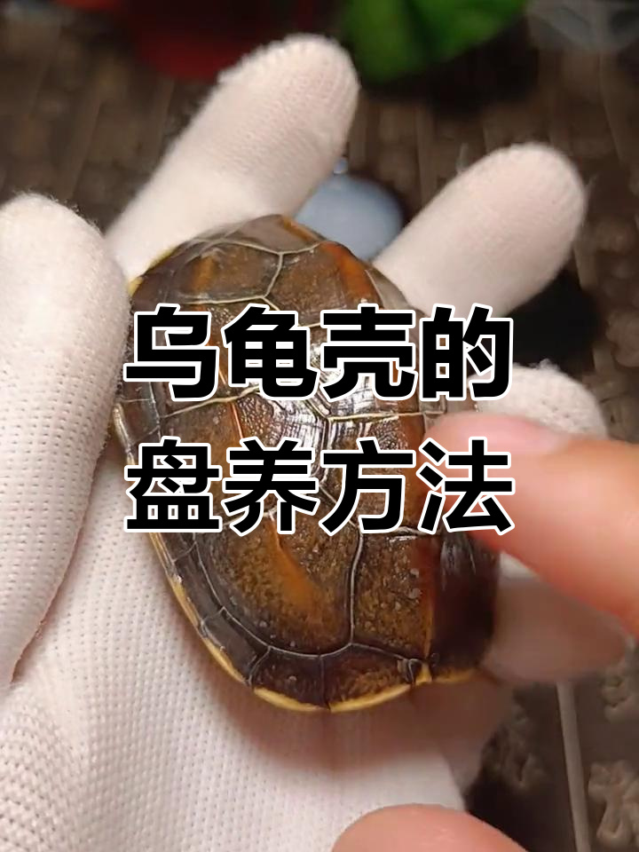 如何盘玩乌龟壳,保养技巧全揭秘