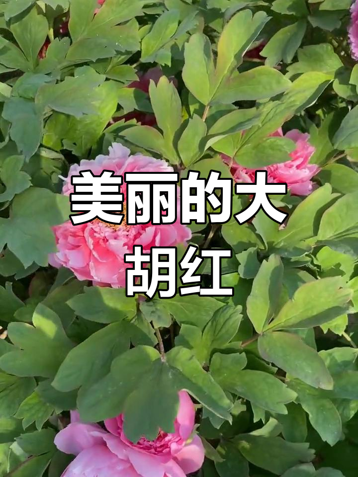 大胡红牡丹:传统品种的魅力