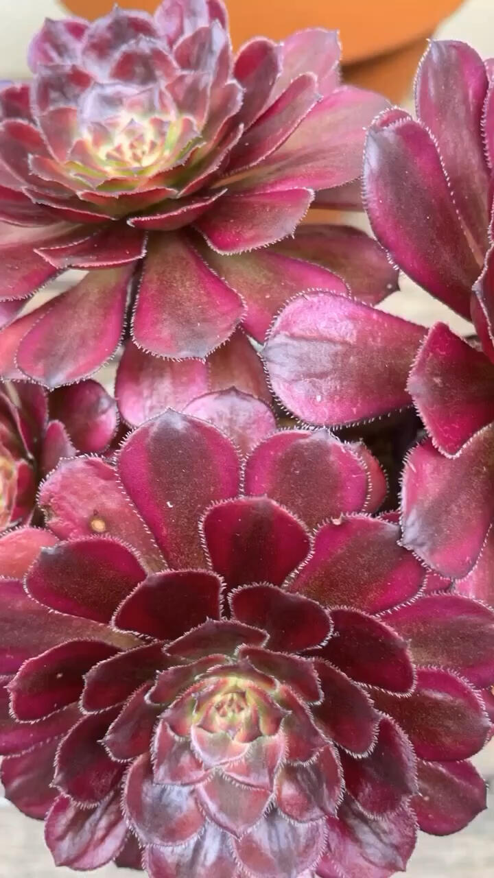 多肉法师红覆轮