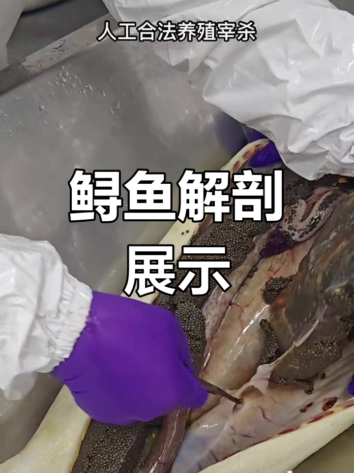 鲟鱼养殖揭秘:内脏大曝光