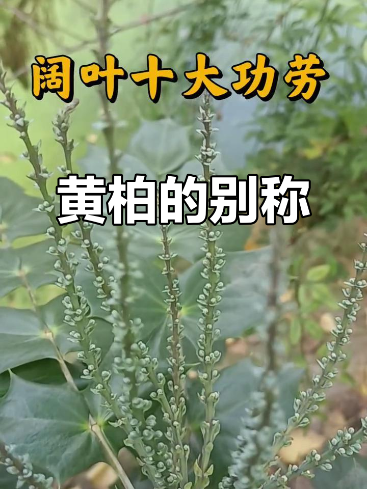 阔叶十大功劳:苦味黄柏,别名刺黄柏与大叶黄柏
