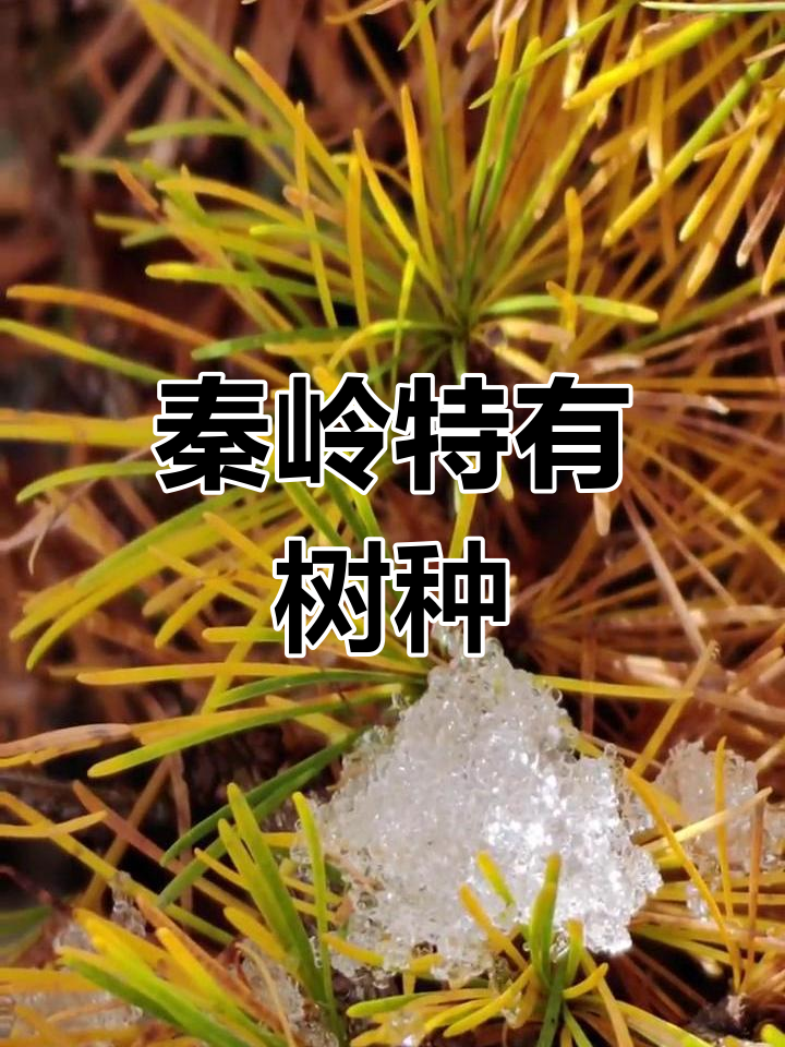 太白红杉:秦岭山区的珍稀落叶松
