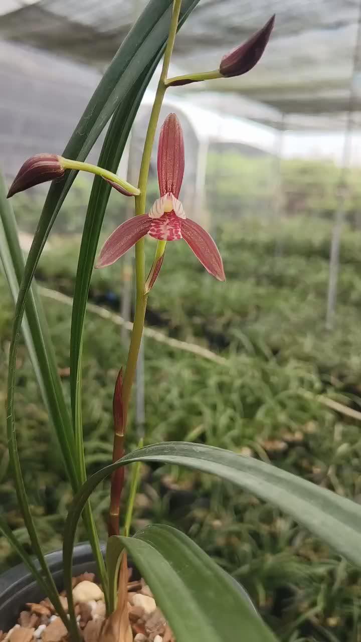 建兰暮山紫 兰花种植基地 爱兰花爱生活 好看的花一定要分享给你 抖音