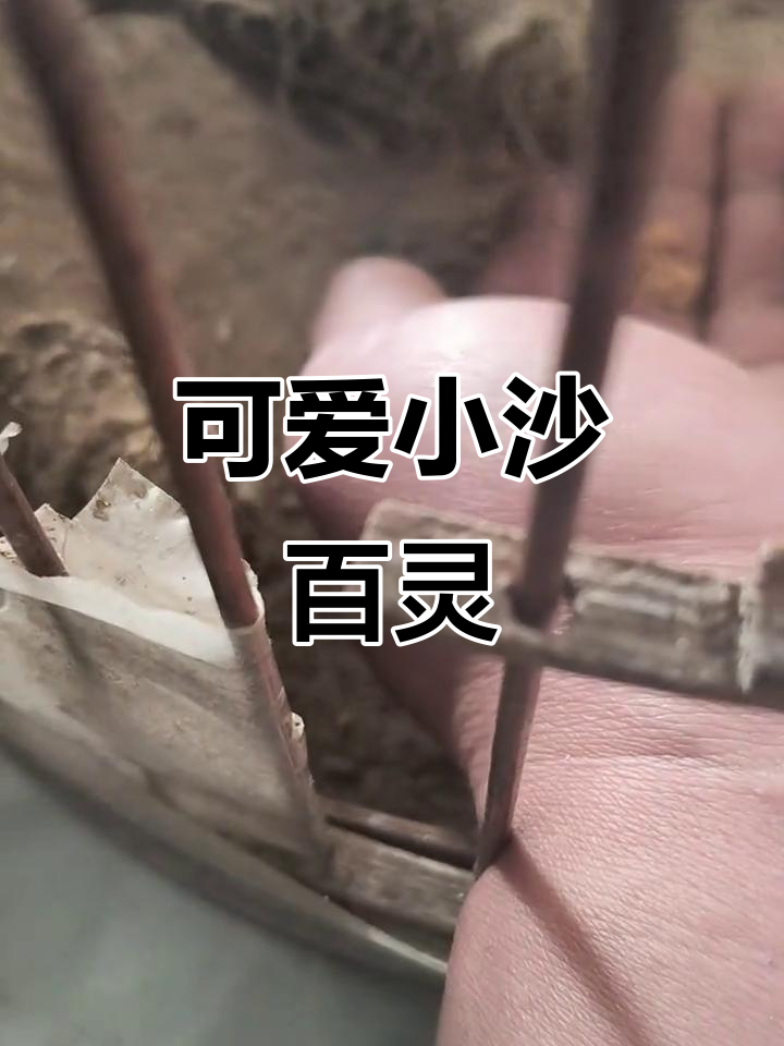 小沙百灵雏鸟成长记,萌态十足
