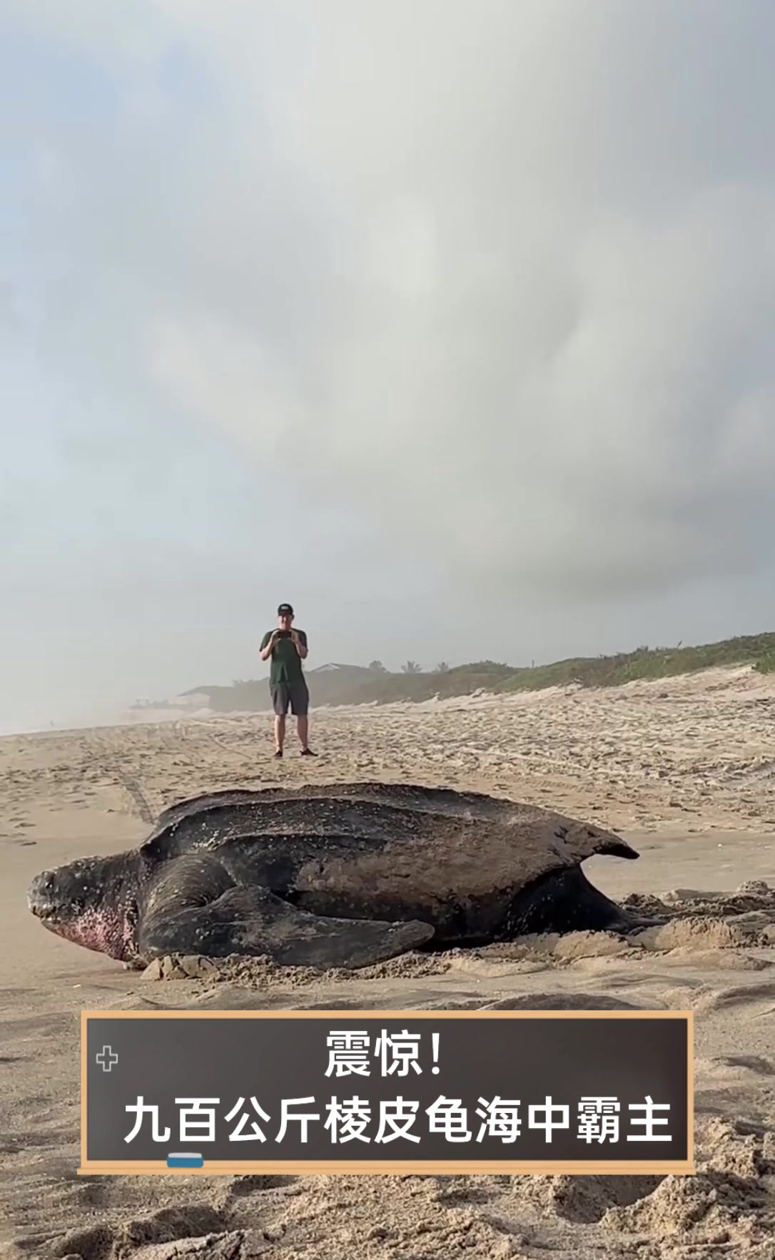 震惊!九百公斤棱皮龟海中霸主