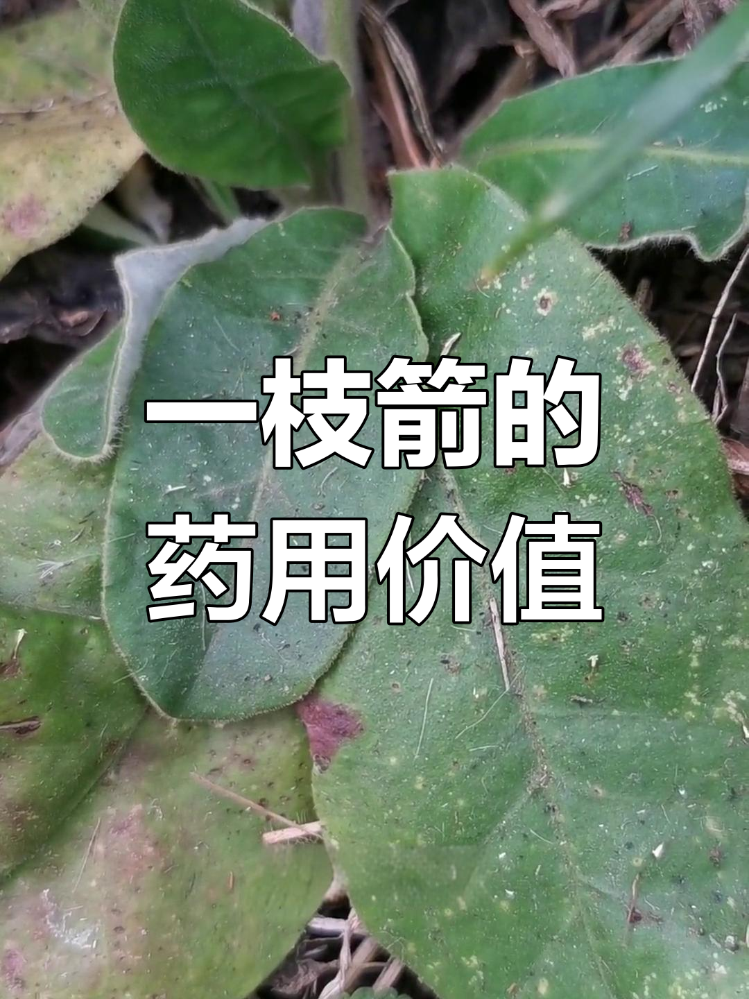贵州苗药一枝箭,煲汤效果显著,深受当地人喜爱