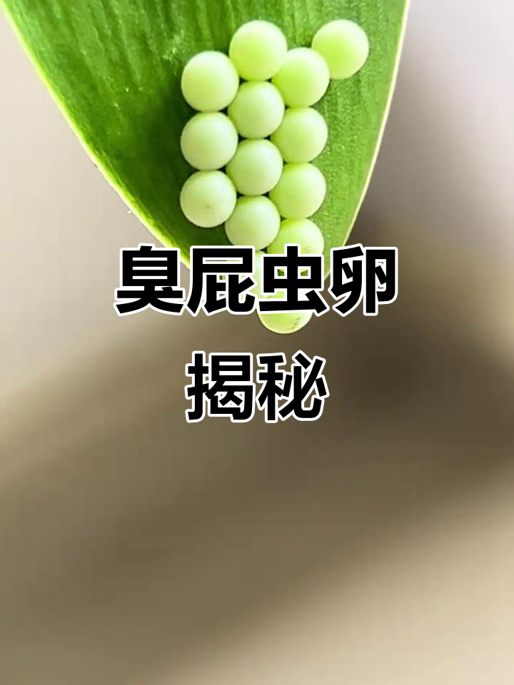 3月浇水发现朱顶红叶片上臭屁虫的卵