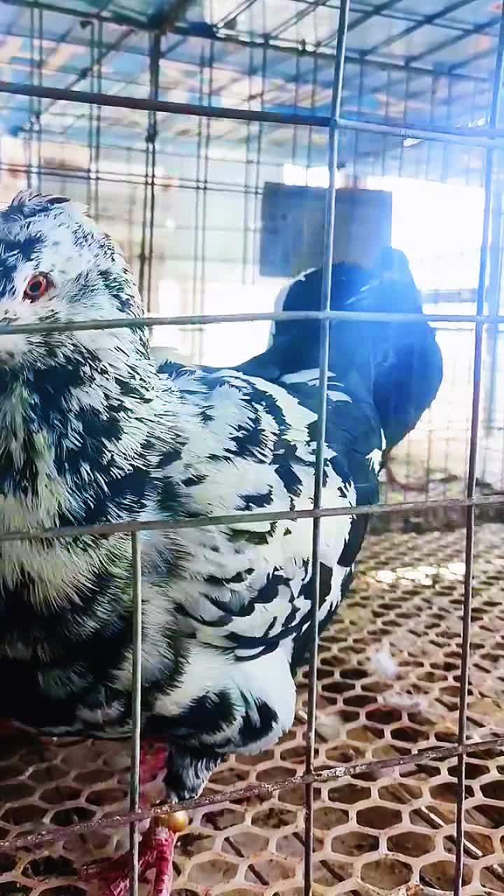 雪花元宝种鸽 鸽子 养鸽人 宠物 萌宠 养殖技术交流