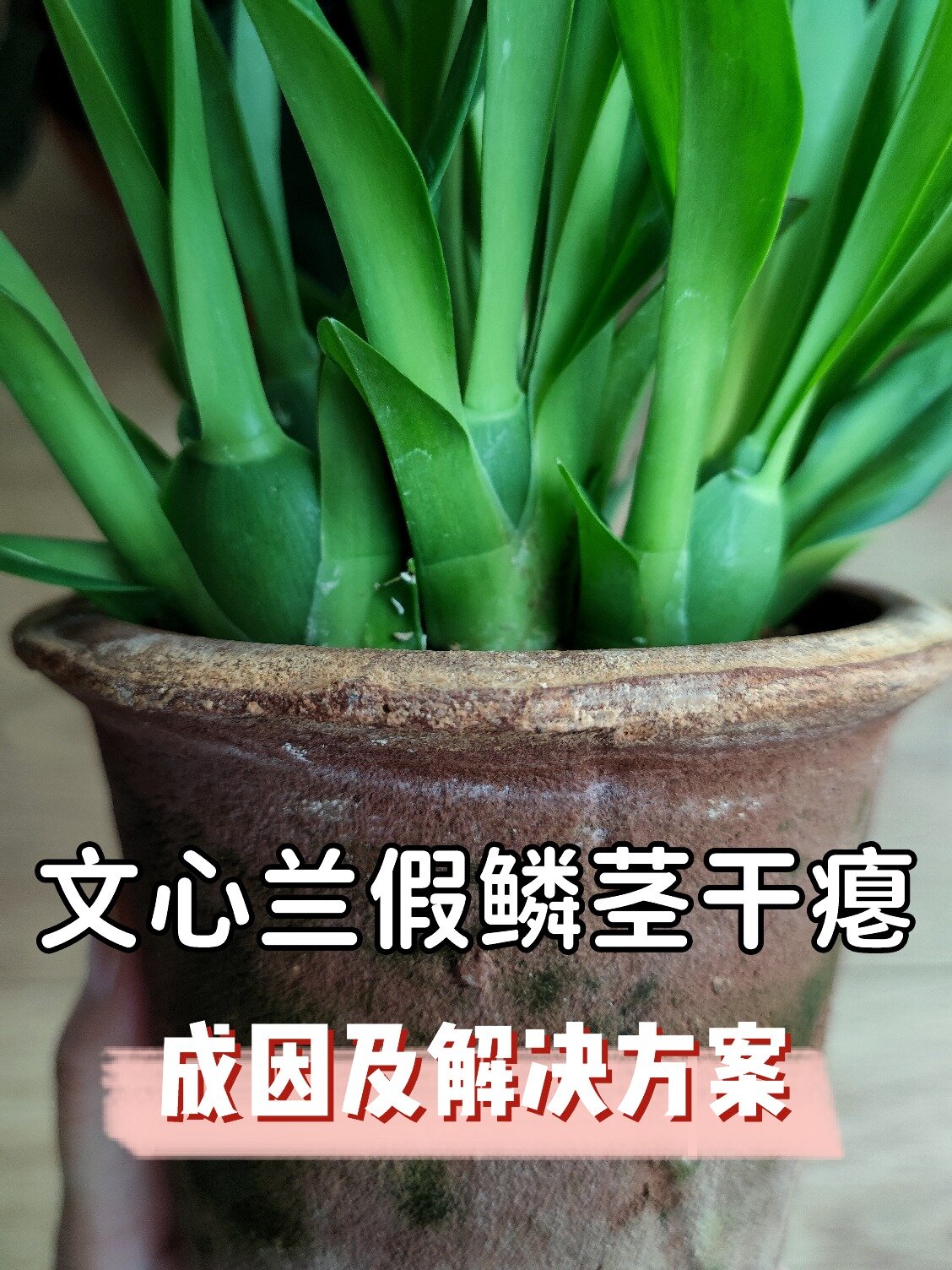 文心兰假鳞茎图片