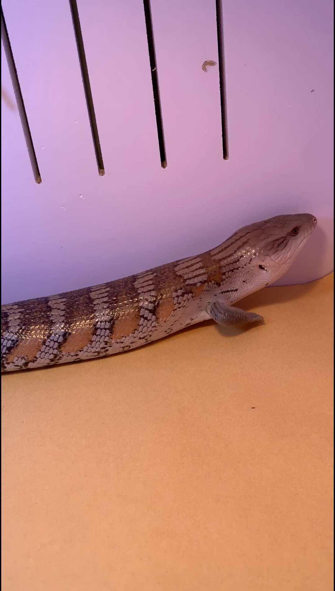 好大只狗麻蛇 记录宠物的日常生活 鬃狮蜥 爬宠 蜥蜴 爬行动物