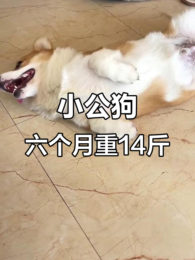 柯基不到6个月已超13公斤,这体重正常吗?