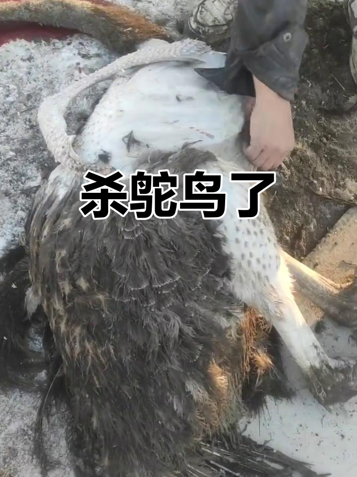 鸵鸟被宰杀,惊心动魄的瞬间