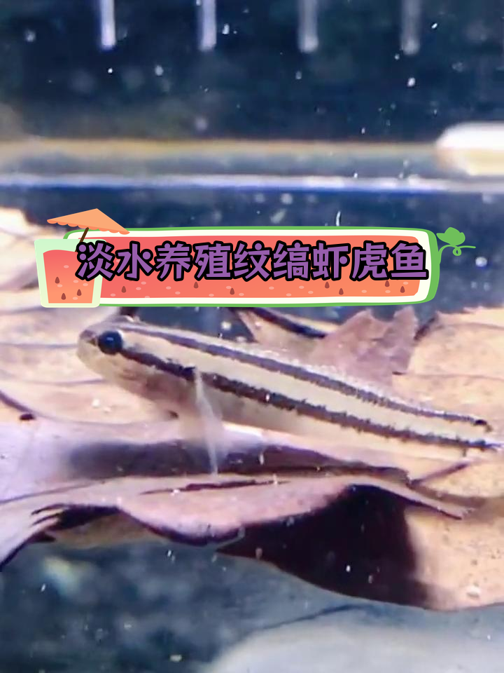 纹缟虾虎鱼能养在淡水中吗