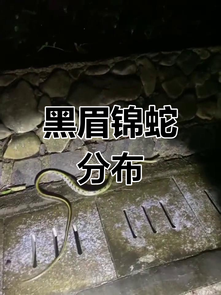 黑眉锦蛇,常见于山地,平原及农田,擅长攀爬