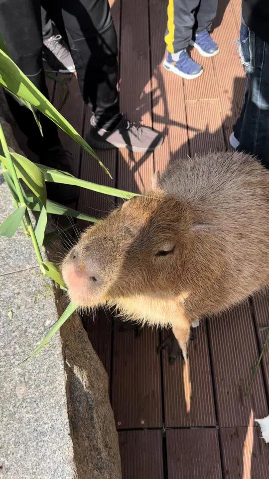 十大温顺动物图片