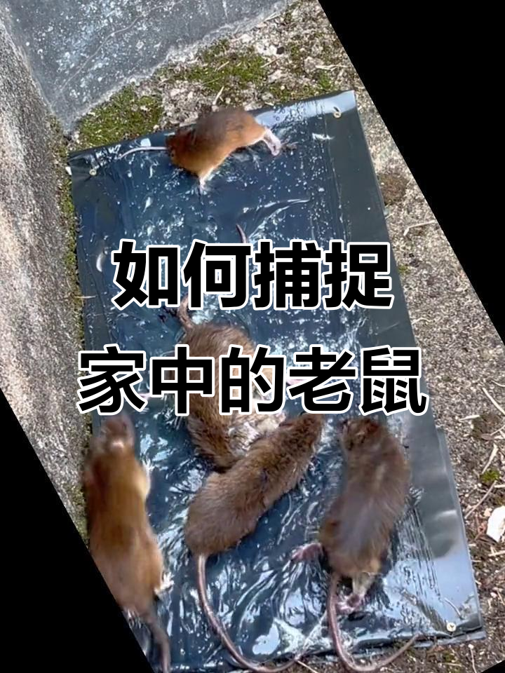 怎么超度家里老鼠-家里老鼠怎么赶出去一句话 怎么超度家里老鼠-家里老鼠怎么赶出去一句话