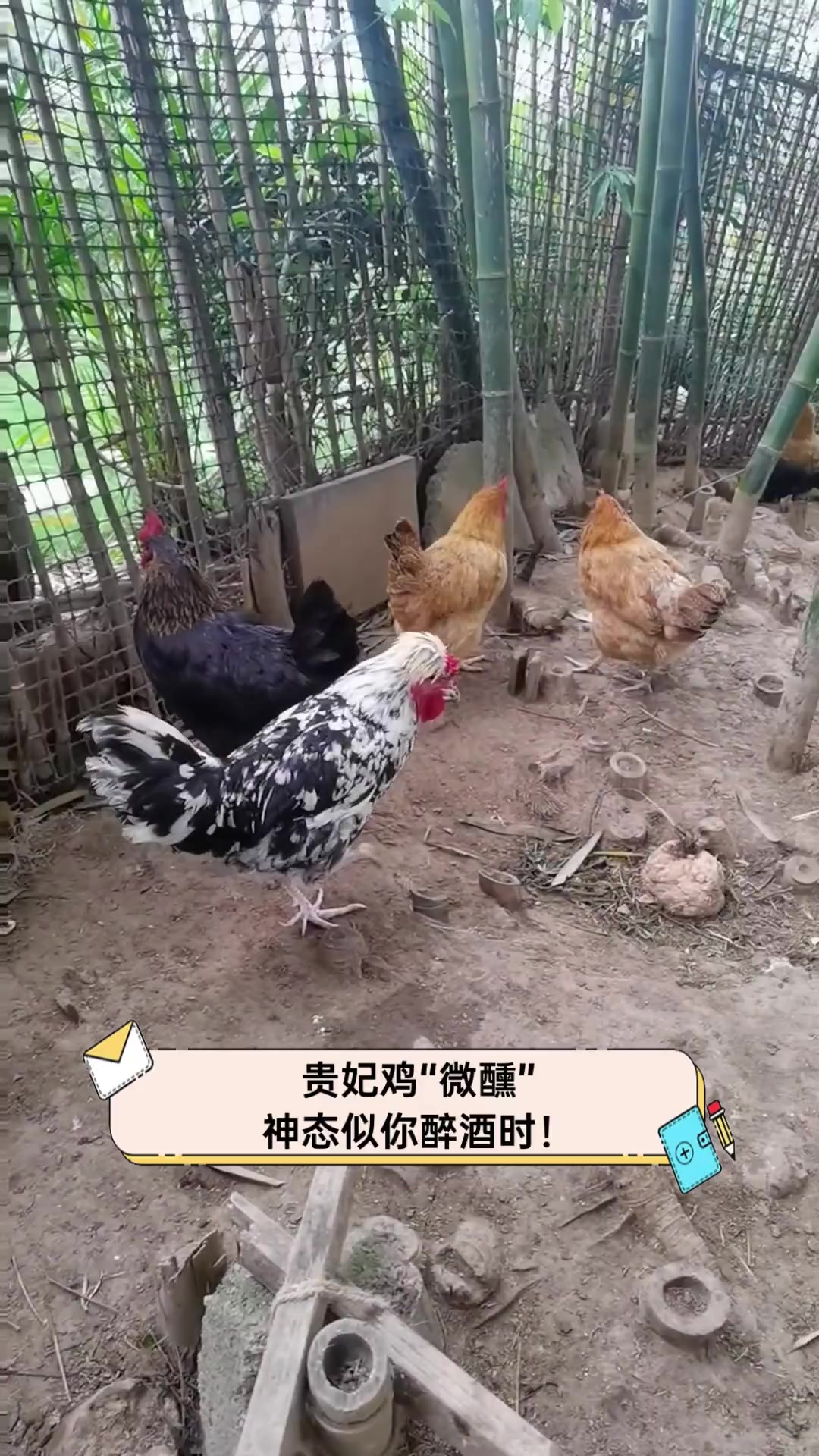 贵妃代表几个生肖动物