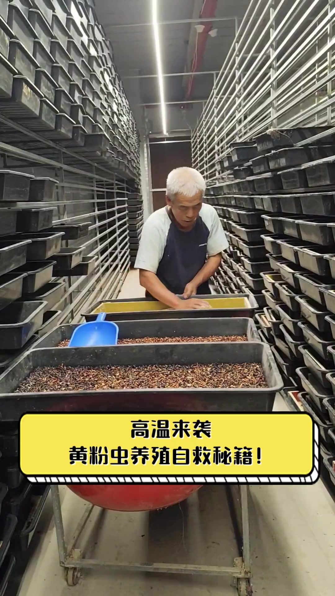黄粉虫养殖:从农家小院到现代农业的新趋势