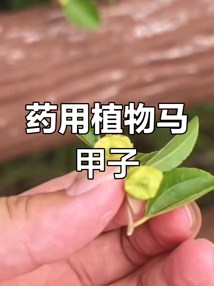马甲子:刺多如铁篱笆,药用价值高