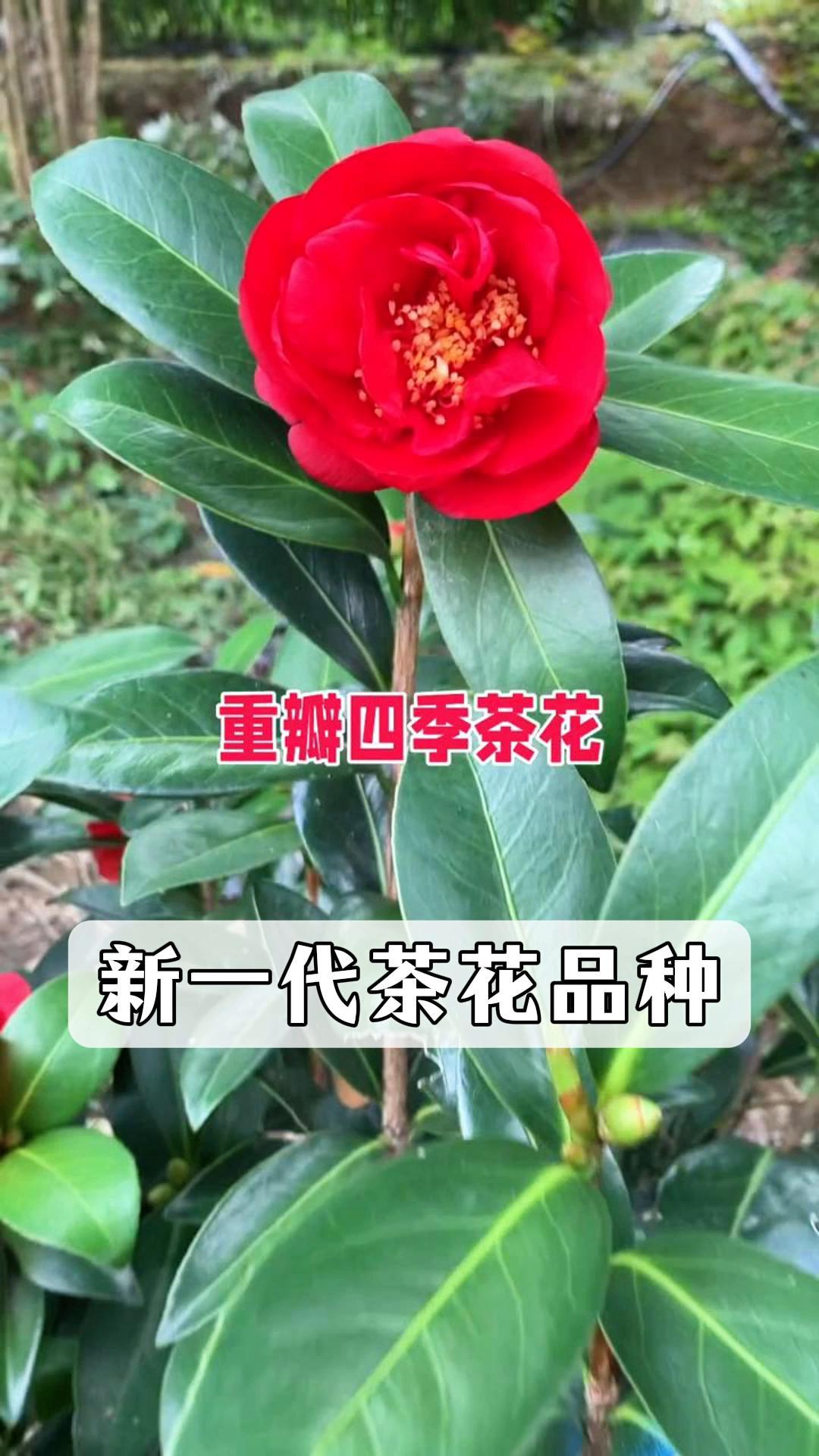 四季茶花品种图片