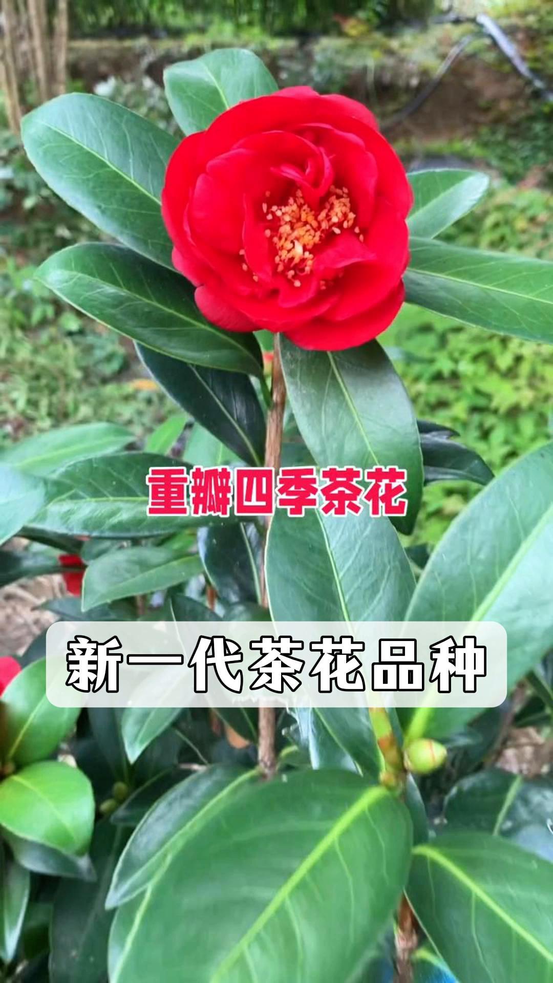 重瓣四季茶花,新一代茶花品种