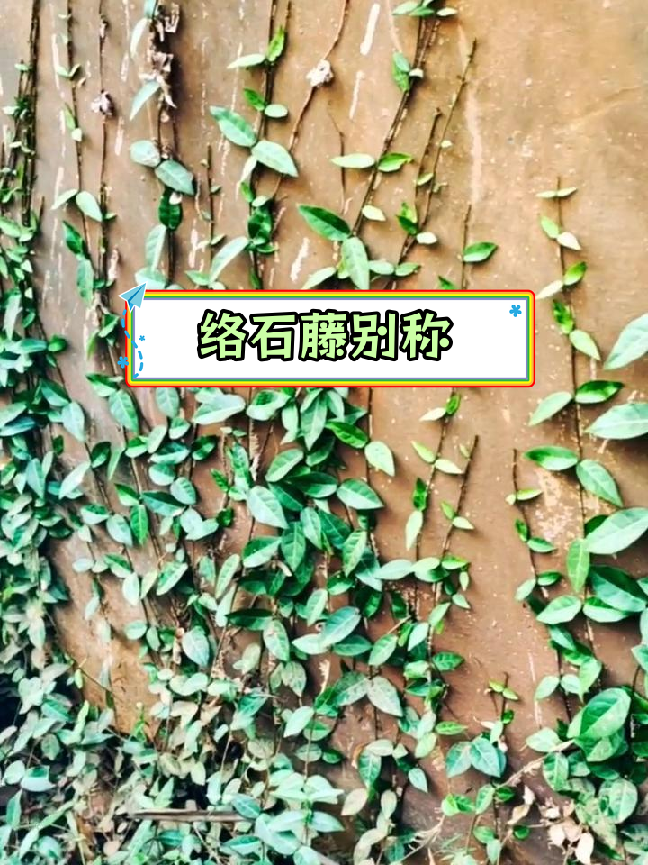 络石藤的多种别名与功效