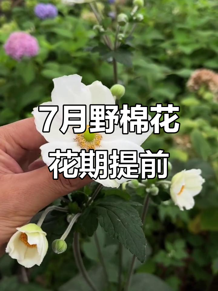野棉花7月提前开花,夏季盛开惊艳!