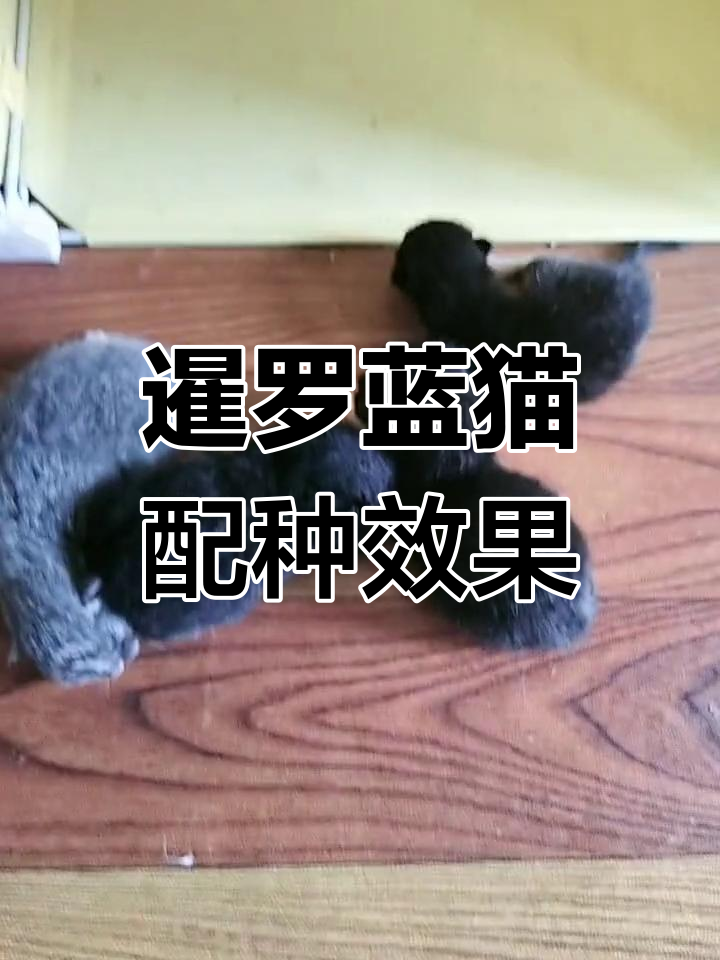 暹罗猫与蓝猫配种结果揭秘