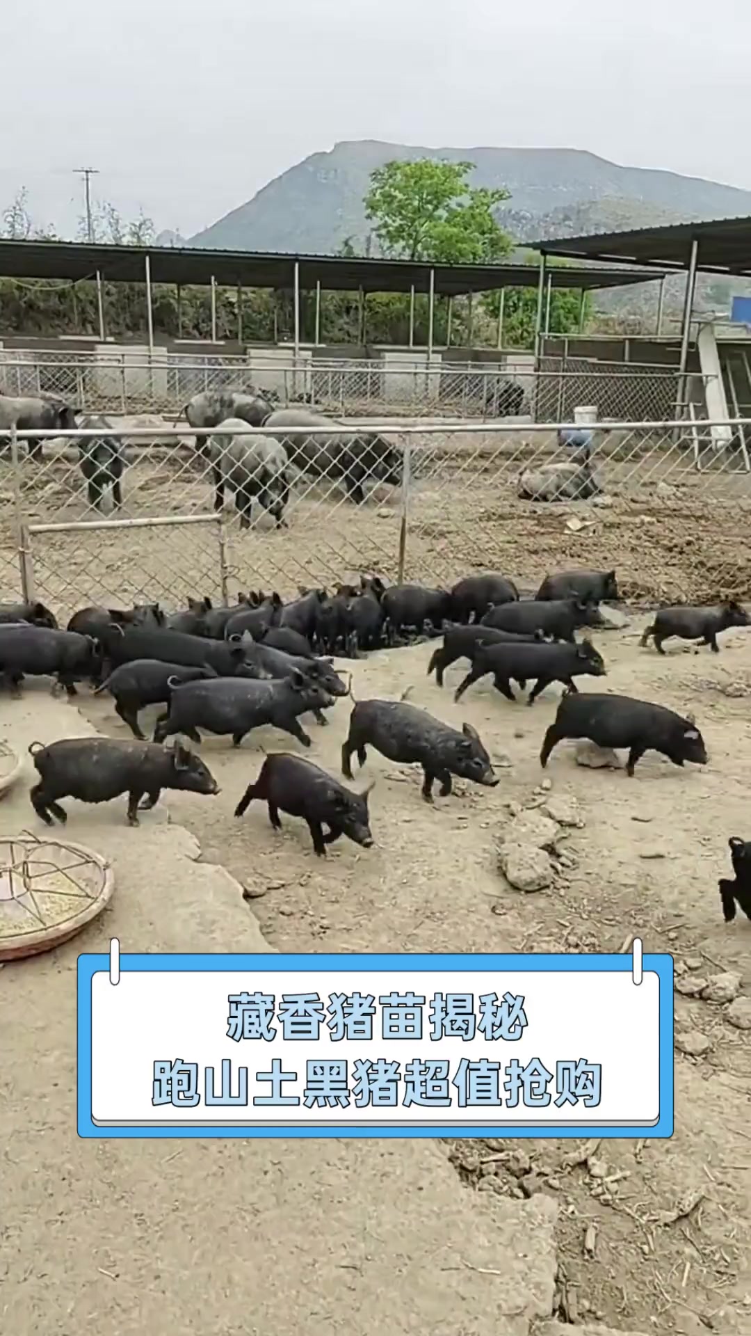 藏香猪苗揭秘,跑山土黑猪超值抢购
