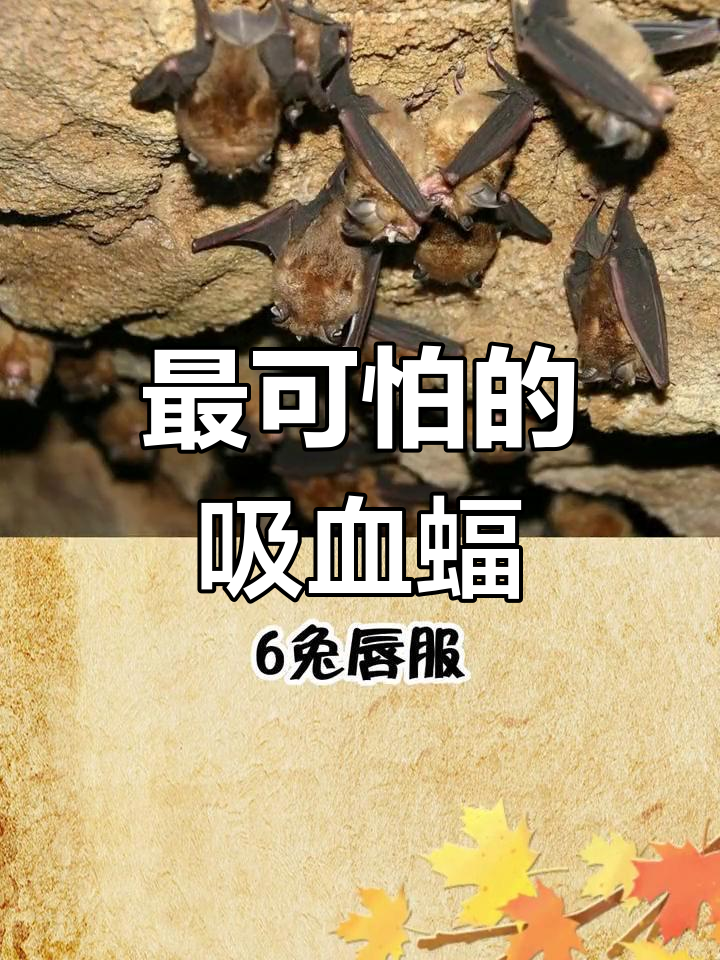 世界上最恐怖的蝙蝠,遇到千万小心