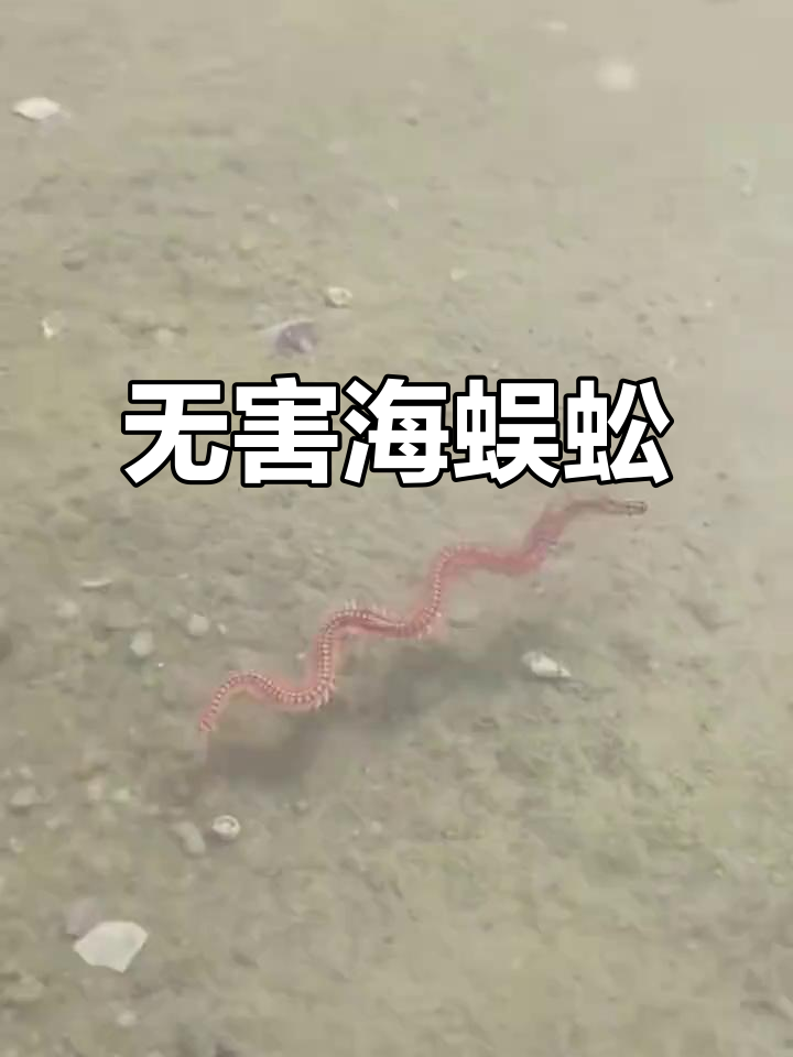 海蜈蚣虽吓人,实则无害且常作鱼饵或食物
