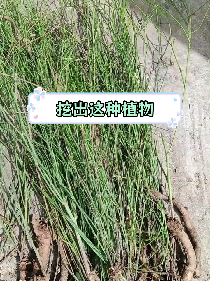 铁刷把药草图片图片