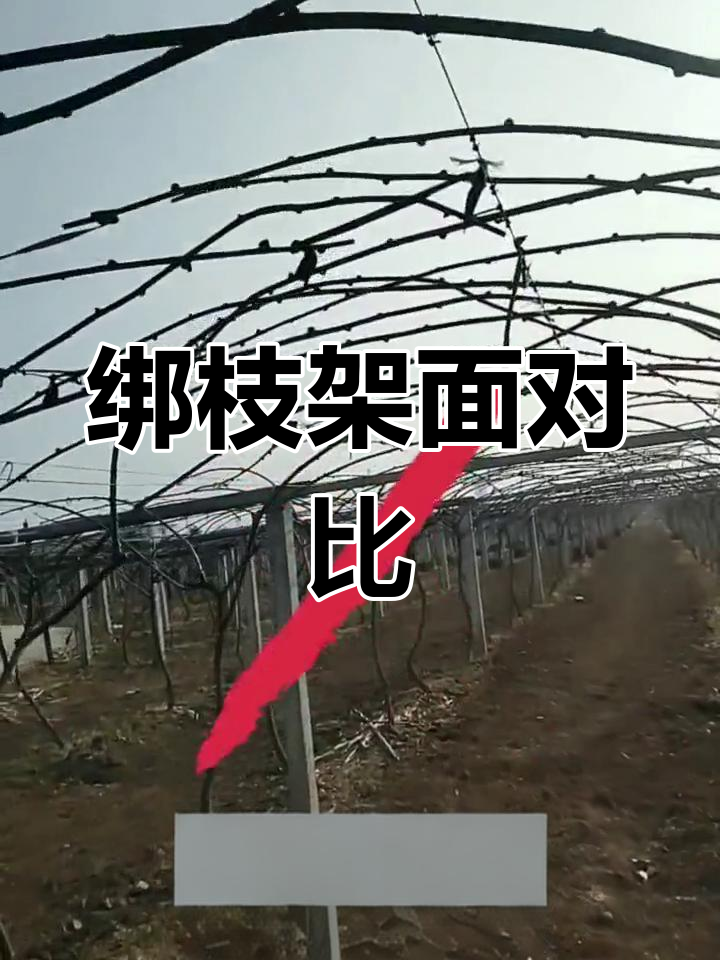 猕猴桃绑枝对比,哪种架面更优?