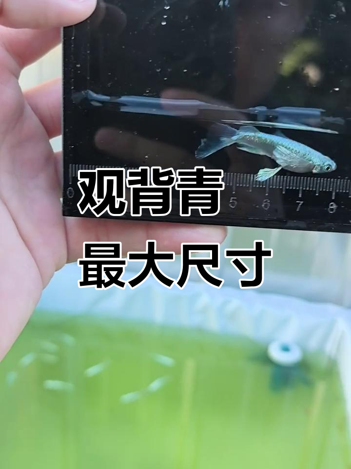 观背青鳉最大能长多大?揭秘它们的成长极限