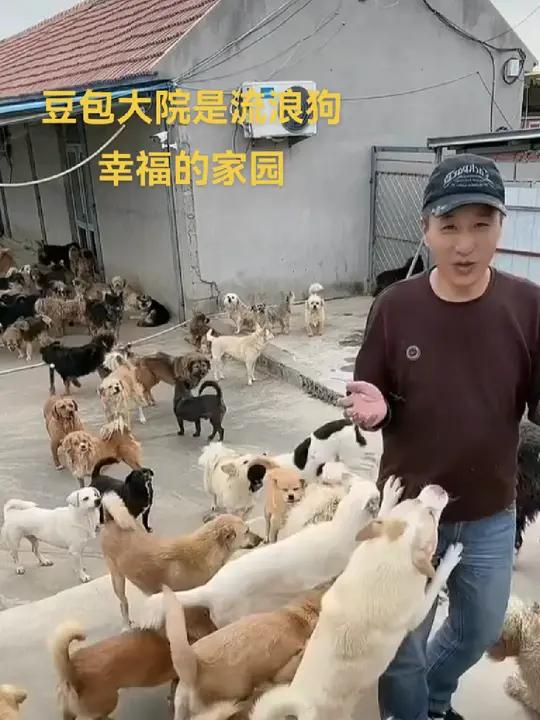 生病可以及时医治,豆包大院就是流浪狗幸福的家园 关注流浪狗 豆包