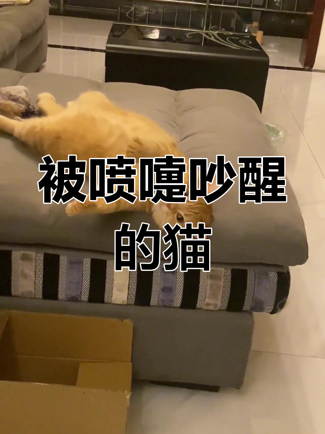猫咪打喷嚏惊醒,萌宠可爱瞬间