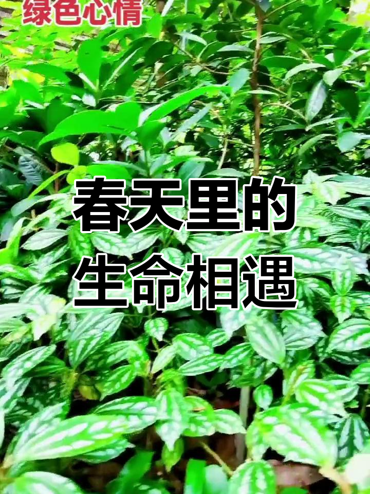 春天的脚步