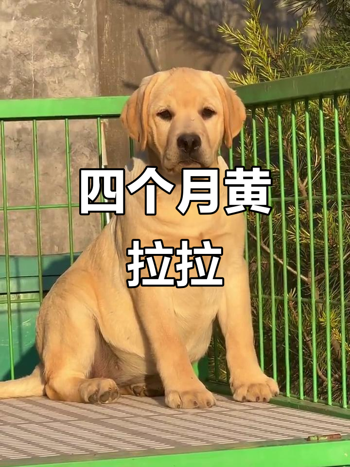 四个月黄色拉布拉多,萌态十足超可爱