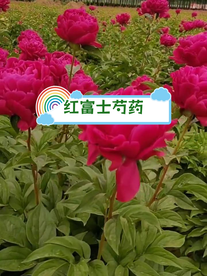 红富士芍药花,美丽重瓣