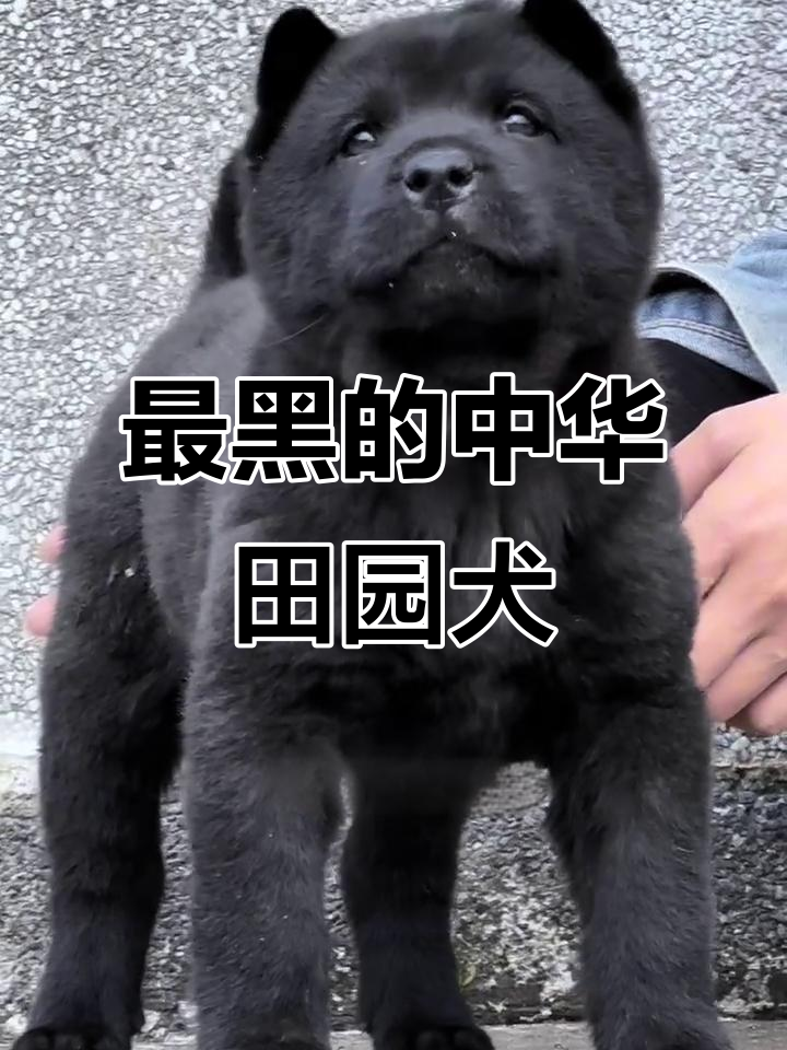 全球最黑的狗,黑得连舌头都是黑色的!