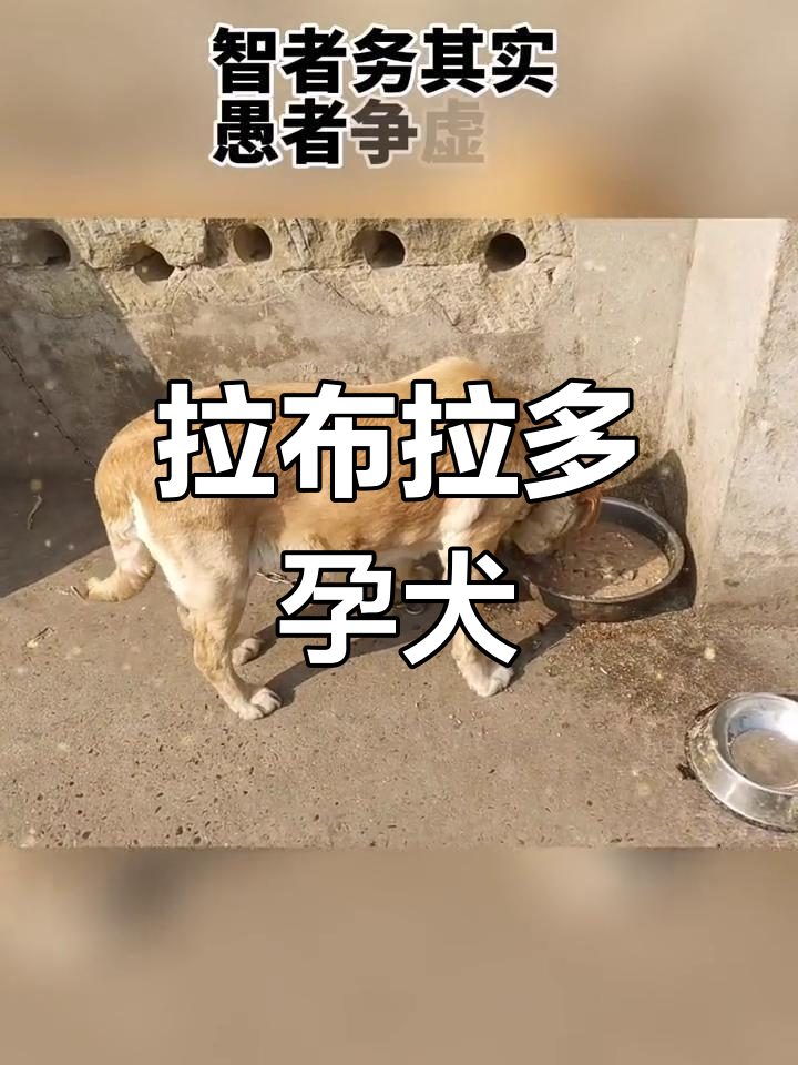 奶黄拉布拉多,双脊背大骨架,怀孕中,值得关注!