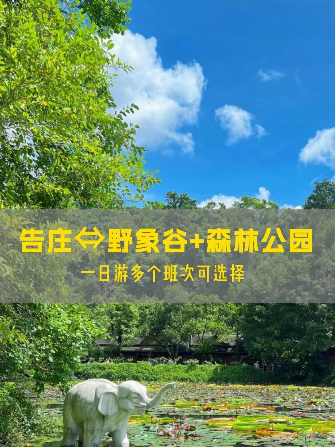 西双版纳野象谷森林公园一日游