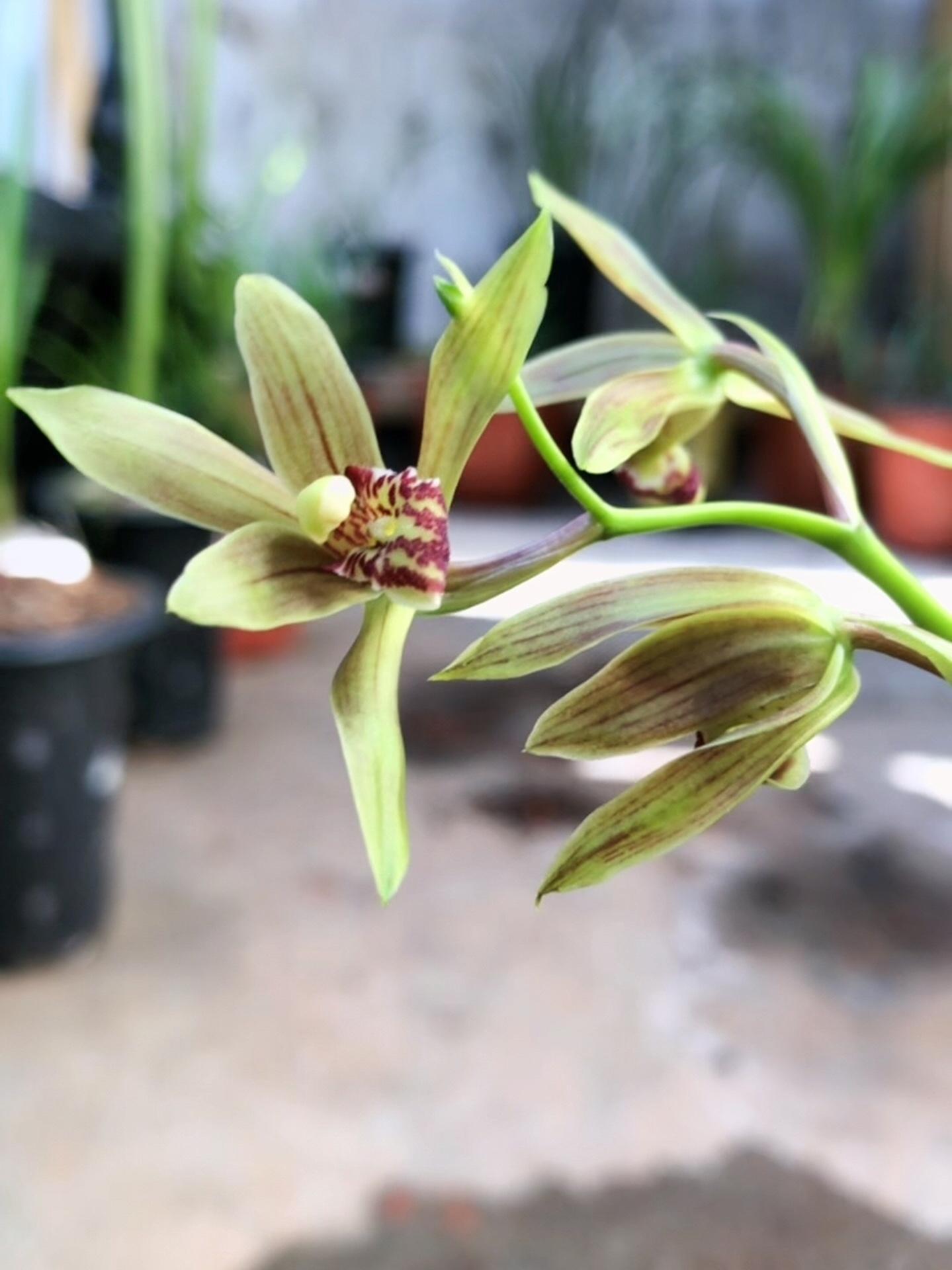 秋香普通大众,普通也是一种境界 兰花 养兰人 兰花种植 国兰 兰花鉴赏