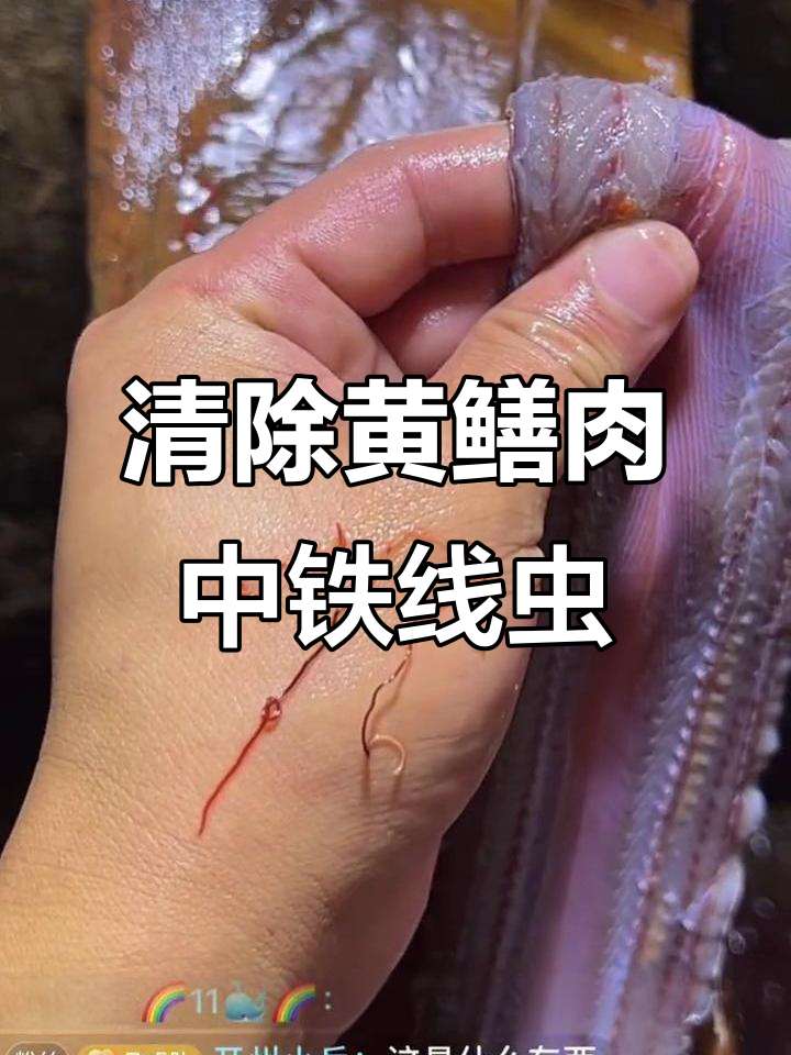抓鳝鱼惊现铁线虫,清理过程让人放心