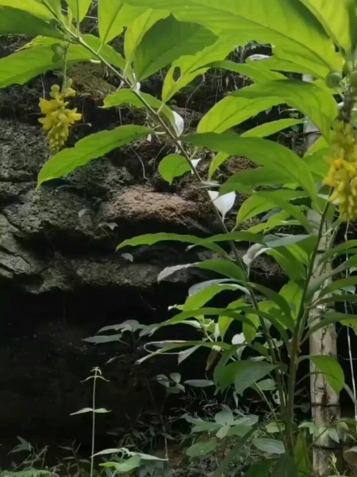 黄花倒水莲:别名黄花大远志,黄花远志