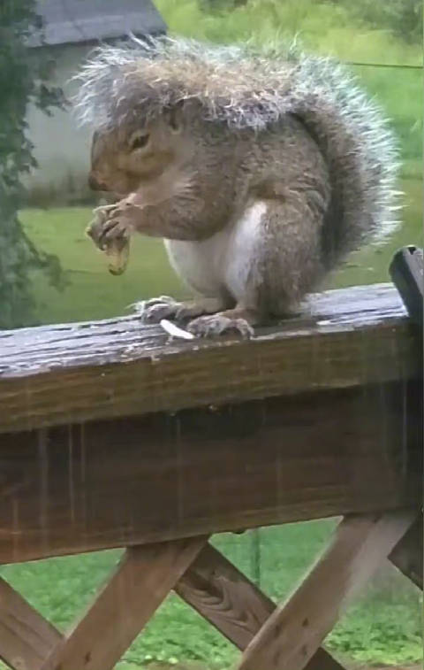 小松鼠在下雨天用尾巴当雨伞「下雨」……可不能耽误了吃饭哇~-度小视