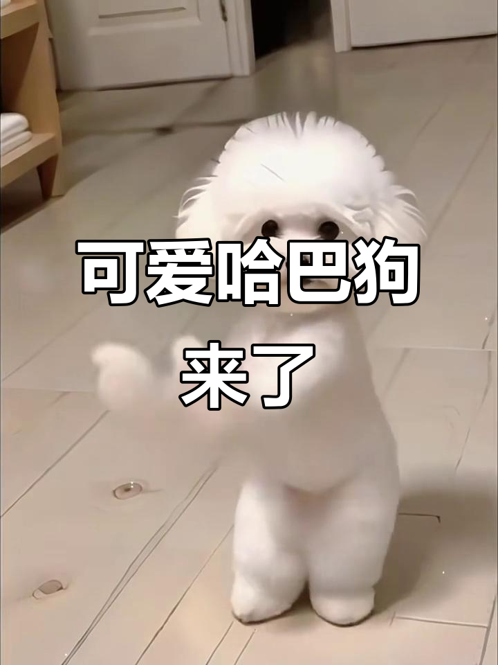 一只哈巴狗坐在门口,眼睛亮亮的想吃肉,超萌!